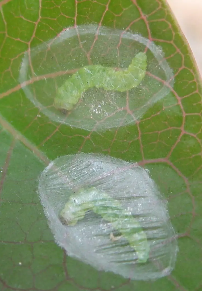 Close-up of leaf miners