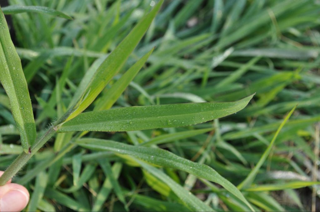 common weeds that look like grass