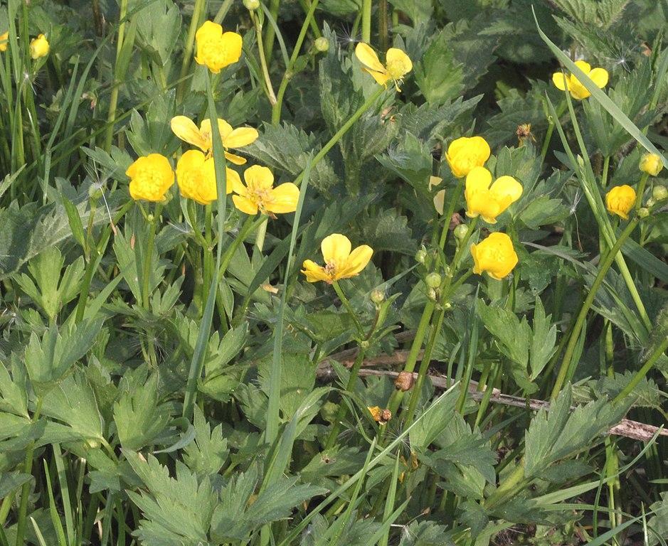 weeds with yellow flowers