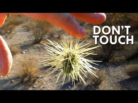 Don't touch jumping cactus