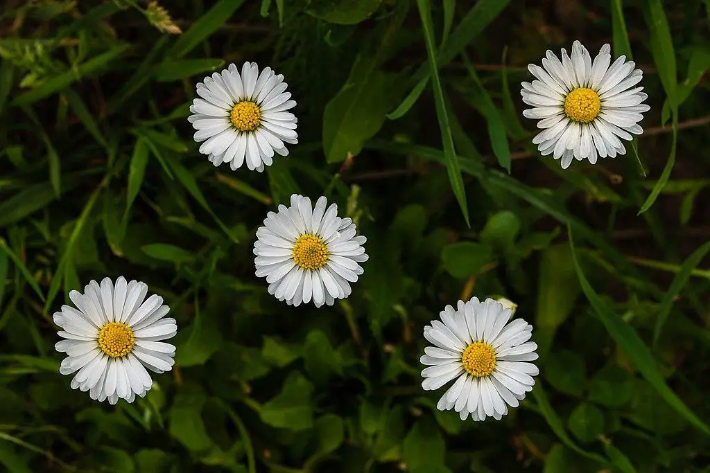English daisy - lawn weeds with little white flowers