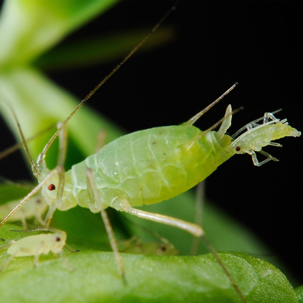 Female aphids 