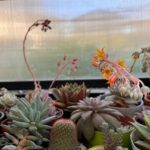 25 Beautiful Flowering Succulents To Grow Indoors (With Pictures)
