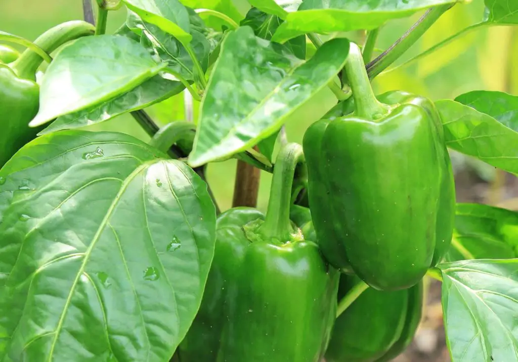 Giant bell pepper - epsom salt for plants