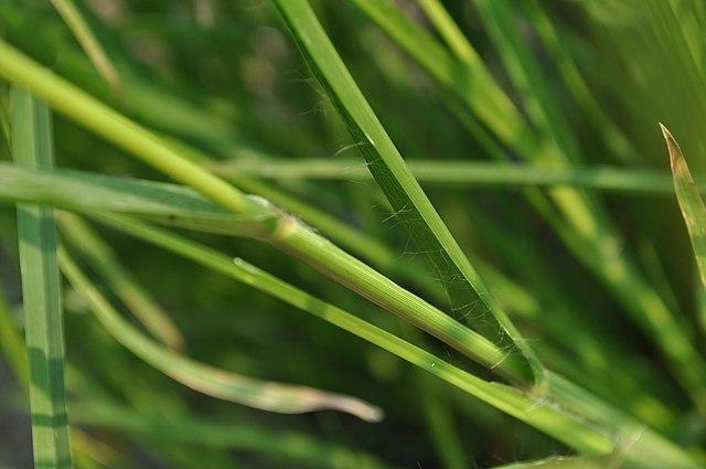 goosegrass stems - common weeds that look like grass