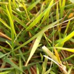 Why Is My Grass Turning Yellow And How To Fix It Fast?