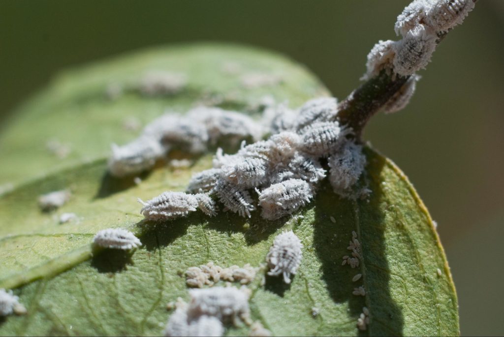 Heavy mealybug infestation