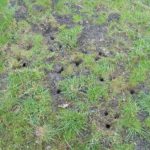 What Is Digging Holes In Your Lawn? Causes and Solutions