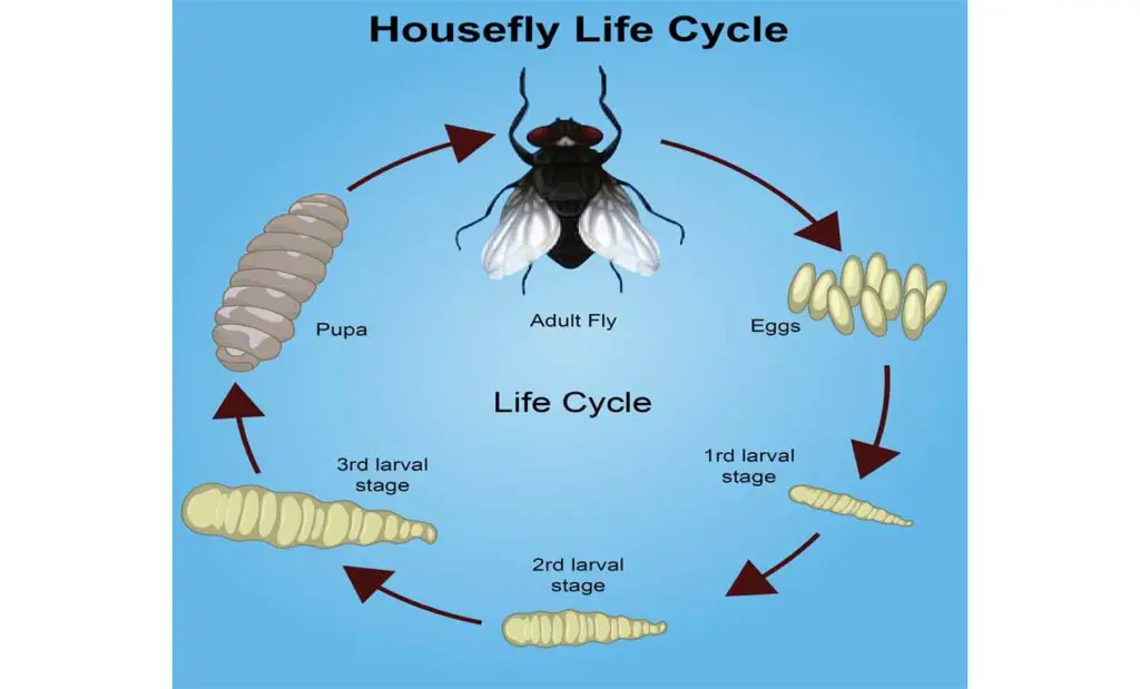 Housefly lifecycle