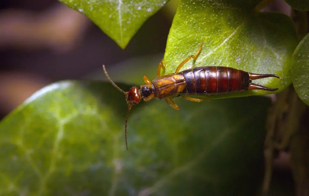 Learn how to get rid of earwigs