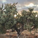Growing Tips and Facts About Jumping Cholla Cactus, Desert's Most Mesmerizing Plant