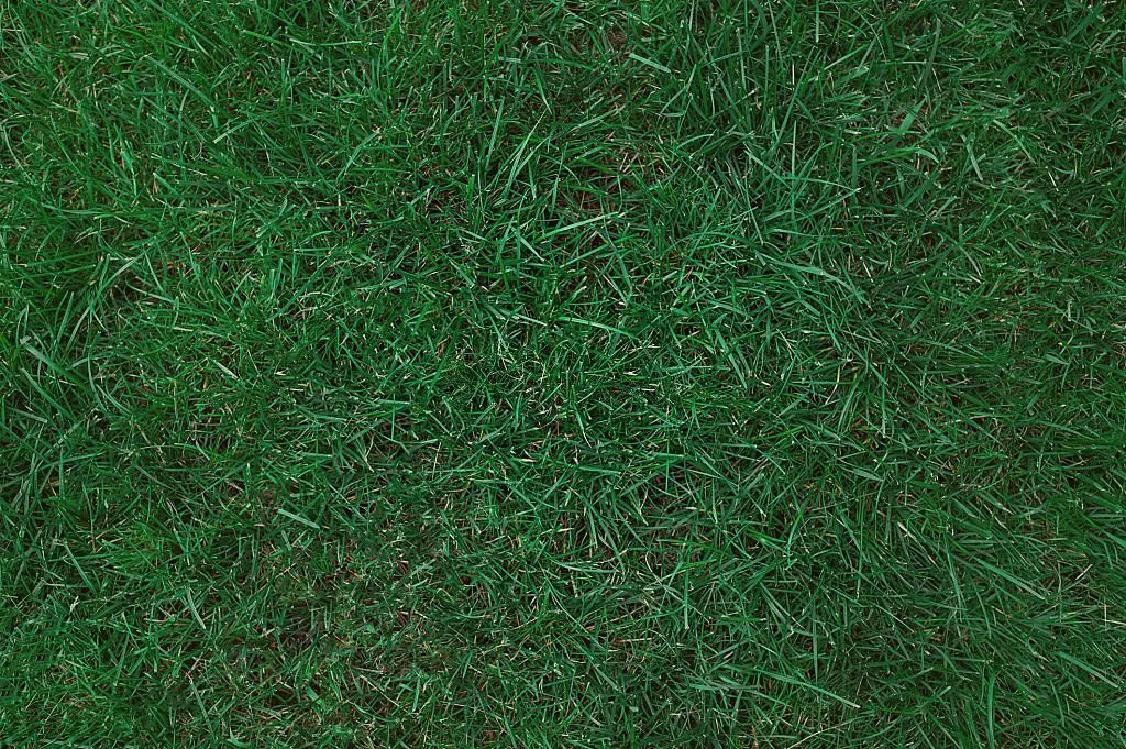 Bluegrass - shade tolerant grass