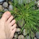 Killing Crabgrass With Baking Soda (A Step By Step Guide)