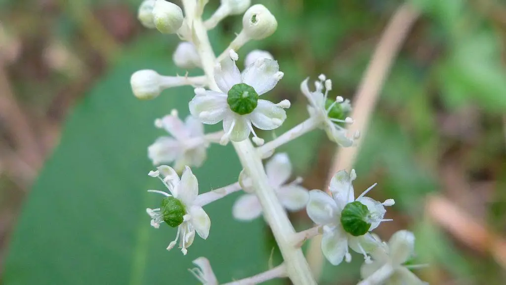Common Lawn Weeds With White Flowers