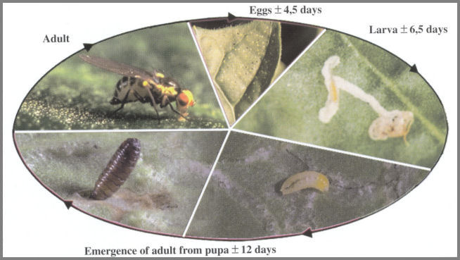 Life cycle of leaf miners