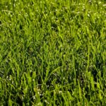 How To Make Bermuda Grass Thicker, Greener, and Fuller | A Beginners Guide