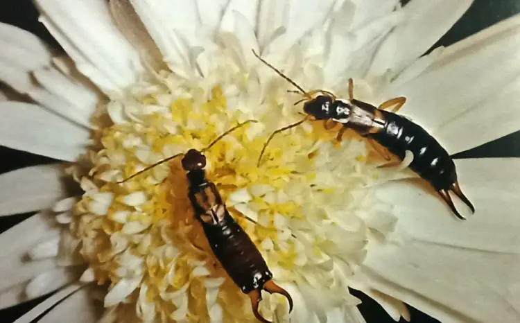 adult male and female earwigs