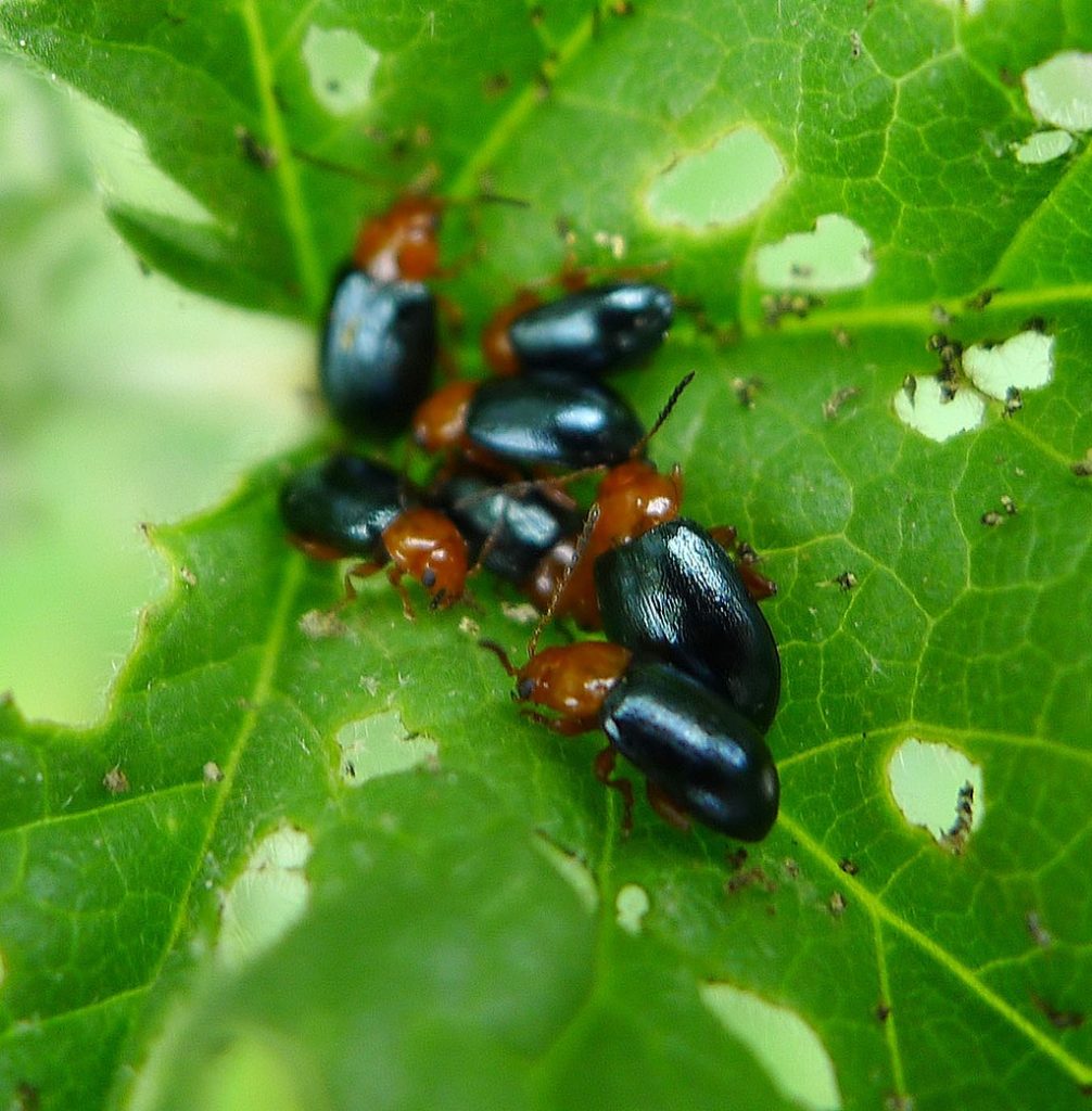Mallow flea beetle