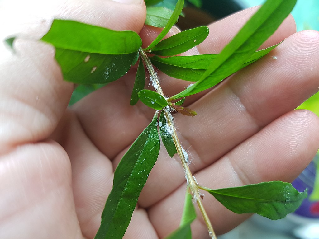 Mealy bugs on plant