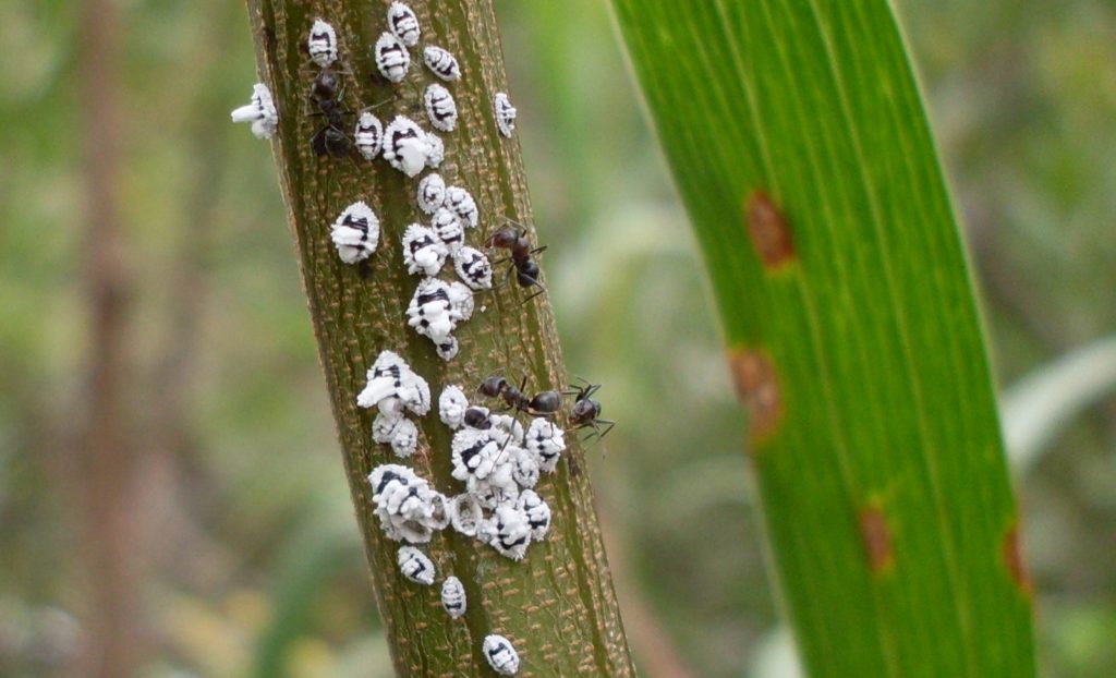 Mealy bugs on plant sucking sap