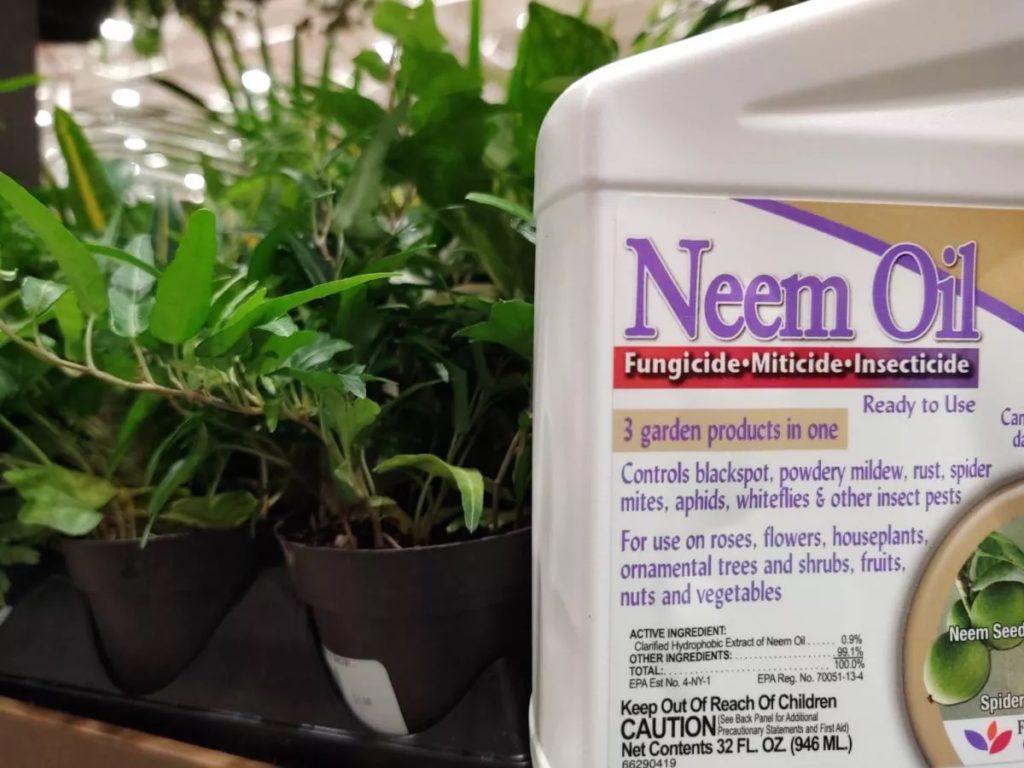 Neem oil insecticide