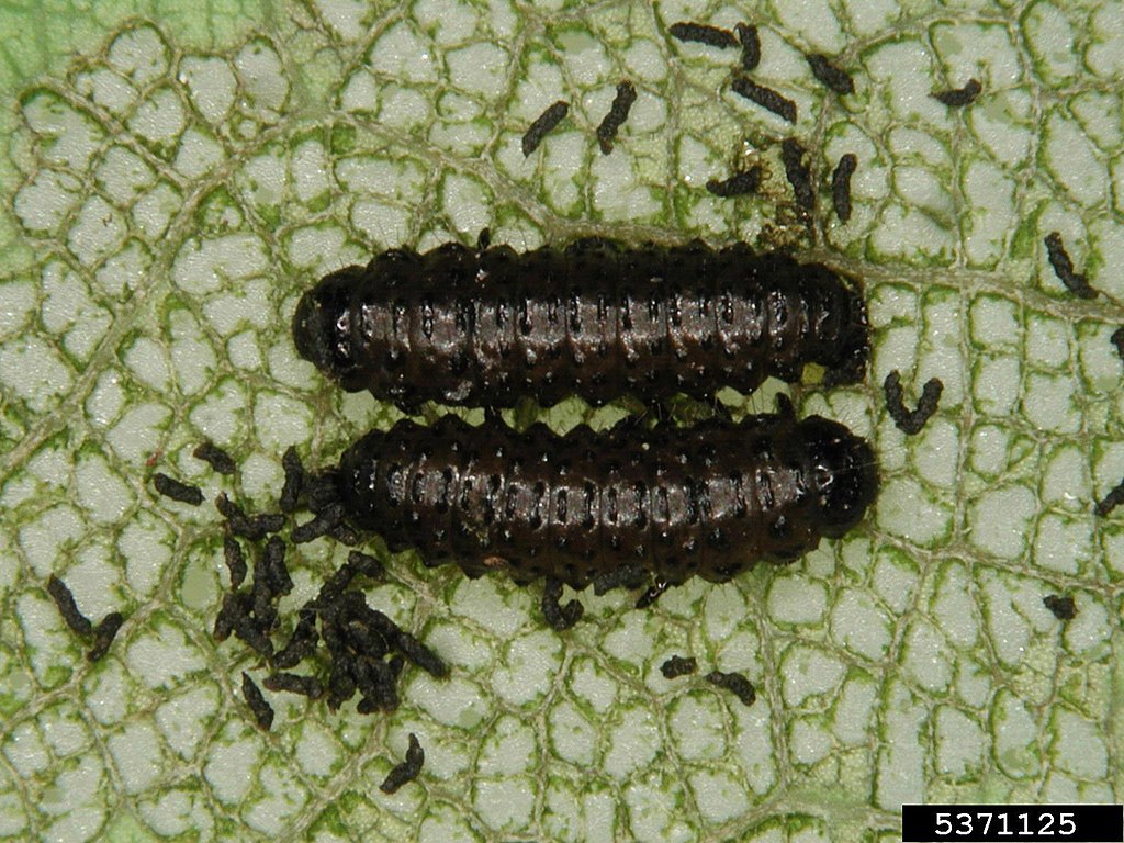 Oak flea beetle larvae