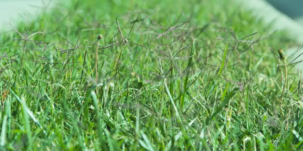 Overseeding bermuda grass
