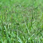 When To Overseed Bermuda Grass: The Best Time And The Dos and Don'ts