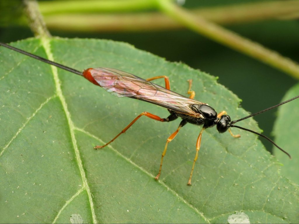 Parasitic wasps to get rid of leaf miners