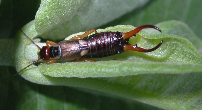 Pincher bugs - how to get rid of earwigs