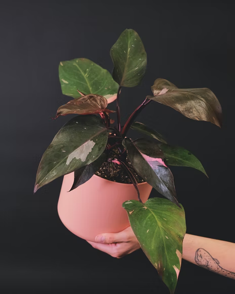 Philodendron Pink Princess Care tips