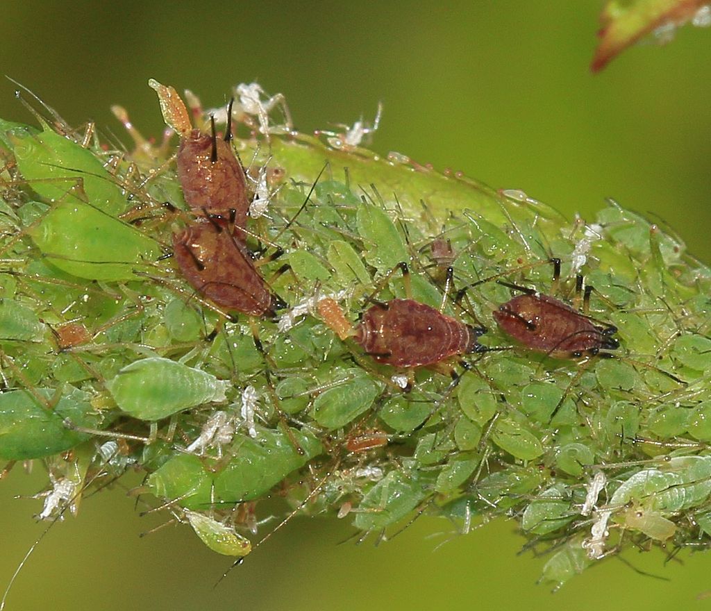 Potato aphids - tiny white bugs on plant