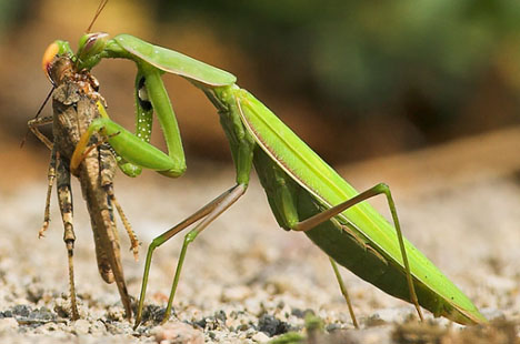 Praying mantis - organic grasshopper control
