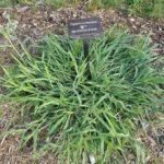 When Does Crabgrass Germinate? and How To Prevent Crabgrass Germination