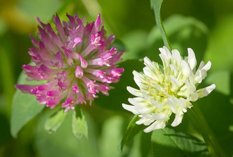 White clover plants can have either white or purple flowers.