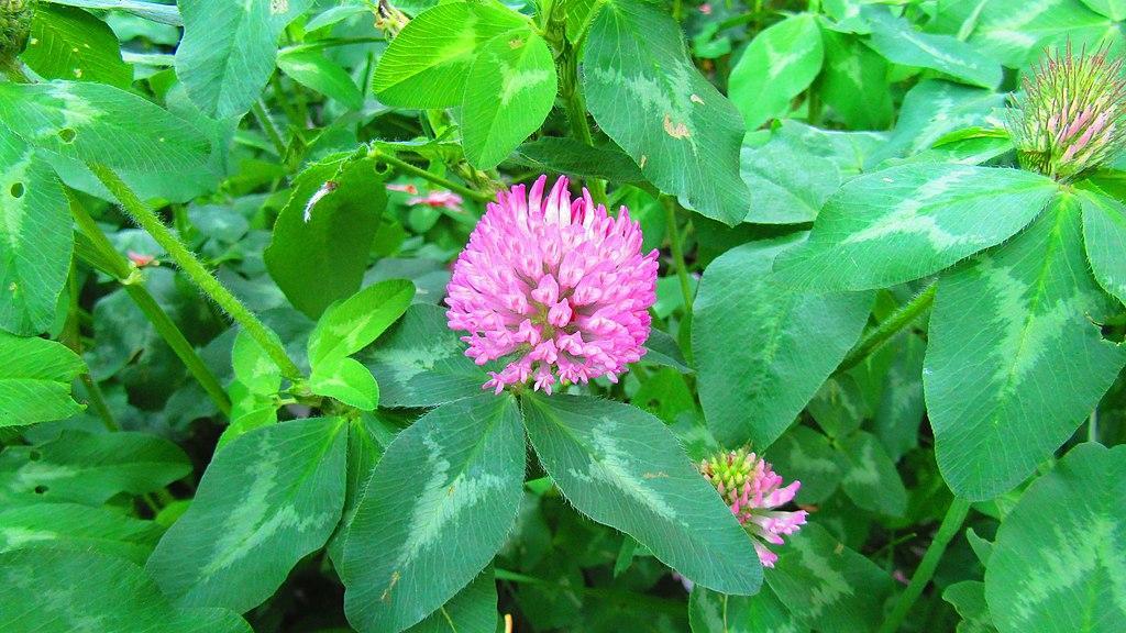 Red clover - weeds with pink flowers
