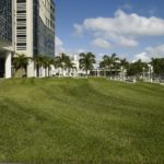 How To Revive St. Augustine Grass | Why Is My St. Augustine Dying