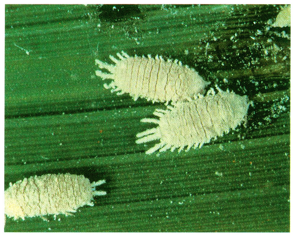 Rice mealybugs - tiny white bugs on plant