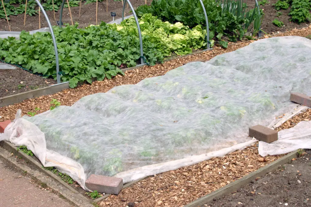Row covers for preventing leaf miners