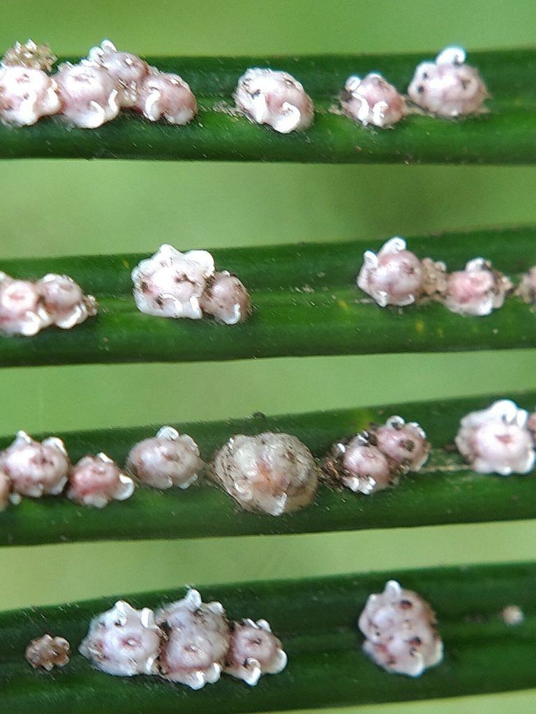 Scale insects attached to twigs and sucking plant juices 
