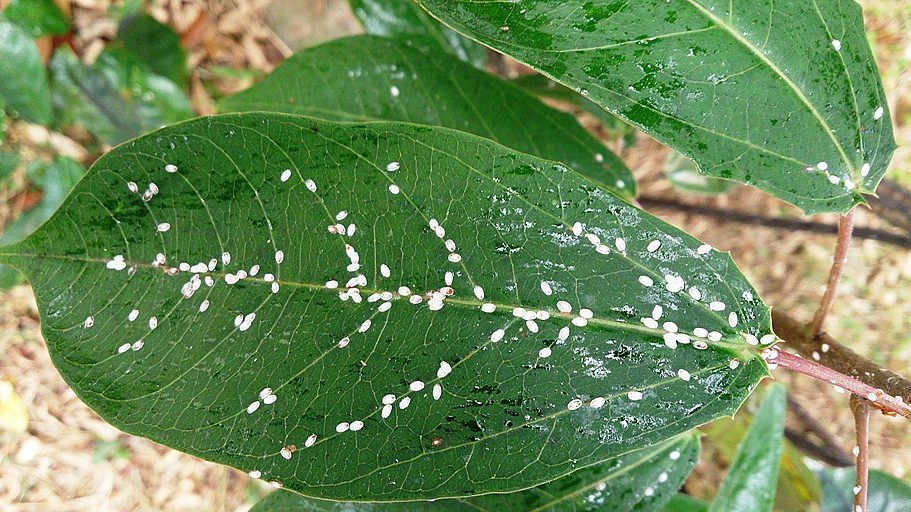 Tiny white bugs on plant—scale insects 