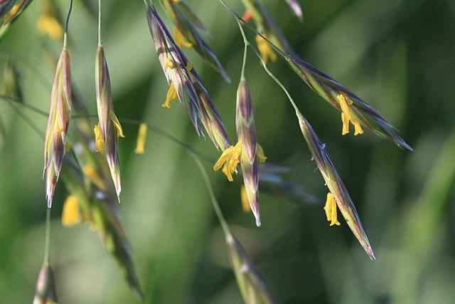 smooth bromegrass seeds - common weeds that look like grass