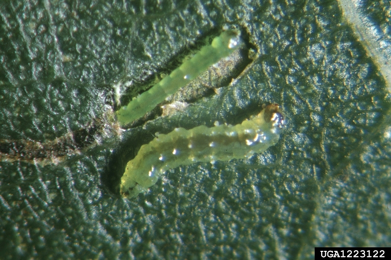 Specie of leaf miners