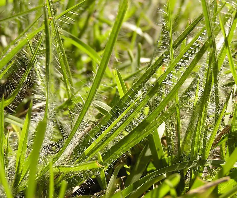 st augustine grass diseases problems