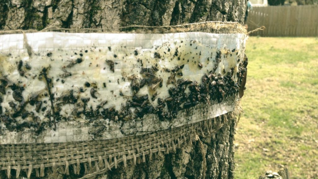 A sticky tree band - how to get rid of earwigs