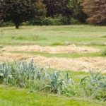 Pros And Cons of Using Straw To Cover Grass Seed In A Newly Seeded Lawn