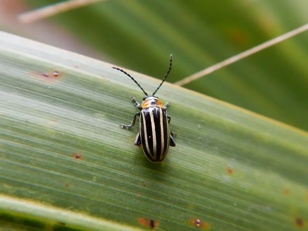 Striped flea beetle
