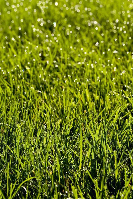 Thick bermuda grass turf - St. Augustine Grass Vs. Bermuda Grass