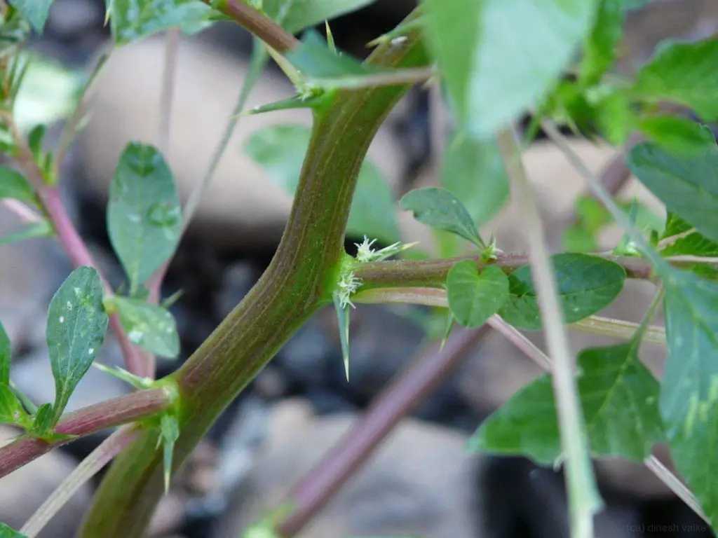 Thorns of Spiny Pigweed