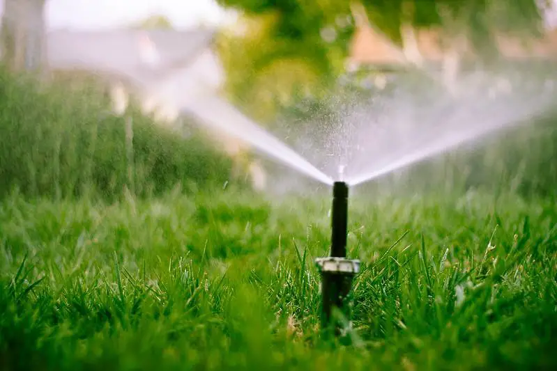 Watering Bermuda grass - how to get bermuda grass to spread fast